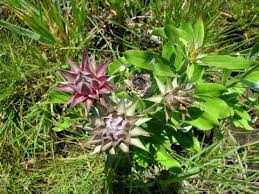 Image result for Dicoma capensis