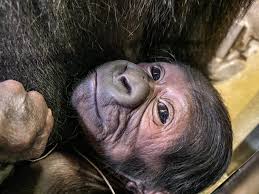 Palm beach zoo is open 363 days a year and is closed only on thanksgiving & christmas day. Jacksonville Zoo And Gardens Welcomes Critically Endangered Gorilla Infant The Ponte Vedra Recorder
