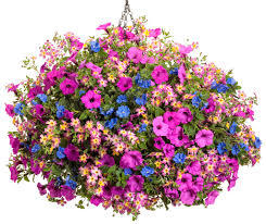 Image result for Jamesbrittenia integerrima