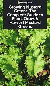 Plant them in garden beds or grow them in containers to make harvesting easy. Growing Mustard Greens The Complete Guide To Plant Grow Harvest Mustard Greens