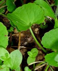 Image result for Centella glabrata