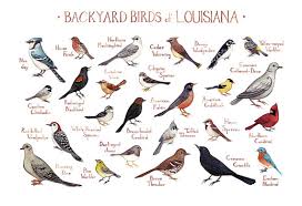 Backyard Birds Of Pa Identification Louisiana Backyard Birds Field Guide Art Print Watercolor Backyard Birds Missouri Birds Birds
