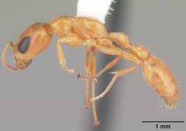 Image result for Pseudopod Ospermum