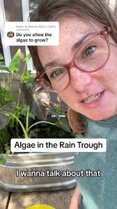 Replying to @Marnie ROLL TIDE excellent question about algae in my rain  trough. 👏 #rainwatercollecting #rainwaterharvesting #rainwater  #waterconservation #rainbarrel #algae #gardening #gardening101 ...