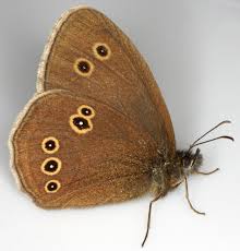 Image result for Aphantopus hyperantus