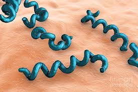 Image result for Treponema