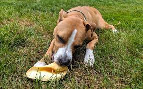 By chewing on or consuming the ears, animals can contract salmonella, the bacteria that causes foodborne illness and prompts symptoms like diarrhea, vomiting, and fever and sometimes requires hospitalization. Best Cow Ears For Dogs 2021 Reviews How Are Cow Ears Made