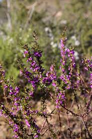 Image result for Heisteria