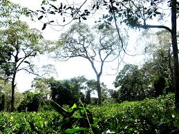 Image result for Congolanthus longidens