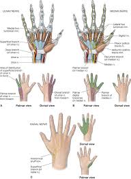 The Forearm Wrist And Hand Musculoskeletal Key See more of anatomical snuff box on facebook. the forearm wrist and hand