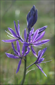 Image result for Behnia reticulata