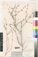 Image result for Justicia odora