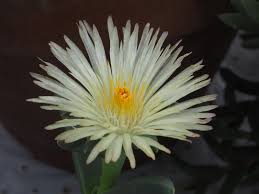 Image result for Delosperma tradescantioides