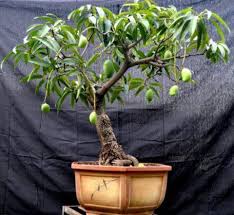 During the summer months, the tree should be moved outside to benefit from direct sunlight and warmth. Mango Fruit Garden Healthiest Fruit Plant To Grow At Home