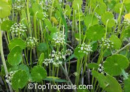 Image result for Hydrocotyle mannii