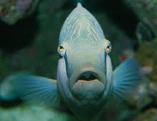 Image result for Napoleonaea gossweileri