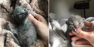 Their little meows sound more relaxing and cute than any blockbuster song. Newborn Kittens Overcome Loss Of A Leg Orphanhood Nothing Will Stop These Fluffy Cats Now Cole Marmalade