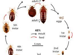 How To Get Rid Of Bed Bugs A Low Cost Diy Extermination Without Toxic Poisons Dengarden