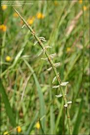 Image result for Hainardia