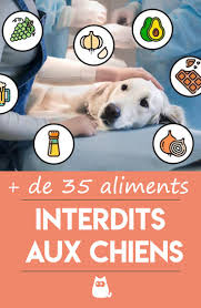 De 35 Aliments Interdits Aux Chiens Selon Des Etudes Scientifiques Chien Alimentation Chien Dresser Un Chien
