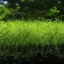 Image result for Nesaea dinteri