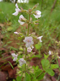 Image result for Endostemon villosus