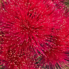 Image result for Erythrococca zambesiaca