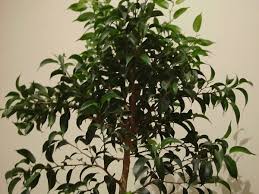 It is the official tree of bangkok. How To Grow A Ficus Tree Weeping Fig As A Houseplant Dengarden