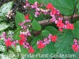 Flowers are the most striking feature of the bleeding heart vine. Bleeding Heart Vine Bleeding Heart Vine Bleeding Heart Fast Growing Vines