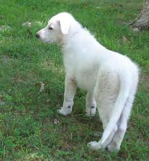 Still, your german shepherd pup won't stay little forever. White German Shepherd Puppy 10 Weeks Old 1 Gunther White German Shepherds