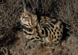 See more of black footed cat on facebook. Black Footed Cat Project International Society For Endangered Cats Isec Canada