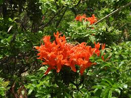 Image result for Tecoma capensis