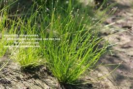 Image result for Eleocharis atropurpurea