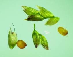 Image result for Eragrostis friesii