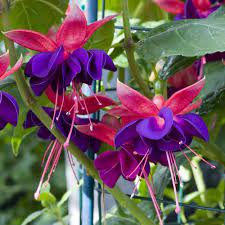 Fuchsia Duke Of Wellington Beautiful Flowering Annual If Your Fuchsia Begins To Rust Then Spray Fuchsia Plant Fuchsia Flowers Silk Ribbon Embroidery