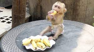 Super Banana Fan Baby Monkey Moly Screaming Cannot Peel Banana Moly Eating Very Delicious Youtube
