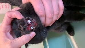 Cheyenne skin clinic provides personalized care for children, teenagers, and adults of all ages. Animal Cruelty Charges Pending Following Report Of Children Throwing Cat Off Of Balcony In Cheyenne Casper Wy Oil City News