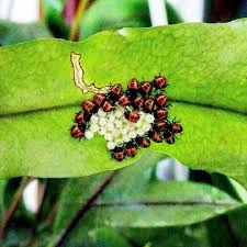 Covata Di Cimice Asiatica La Cimice Marmorata Detta Anche Cimice Asiatica Halyomorpha Halys Stal 1855 E Un Insetto Della Famiglia Pentato Instagram Image