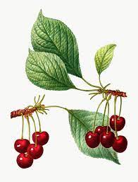 Download Premium Png Of Cherry Fruit Tree Transparent Png 568873 Cherry Tree Cherry Fruit Tree Cherry Fruit