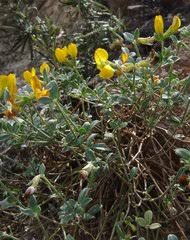 Image result for Droogmansia