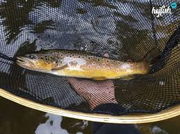 Vor allem die wassertemperatur ist ausschlaggebend und bestimmt, ob die flossenträger aktiv und hungrig sind, eher faul am grund liegen oder vielleicht gerade nur ihre fortpflanzung im kopf haben. Was Angeln Im Marz Fischerhutte Hejfish Com
