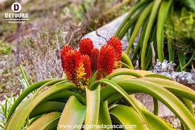 We did not find results for: Les Plantes Medicinales Dans Le Quotidien Des Malgaches Detours Madagascar