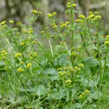 Image result for Sanicula