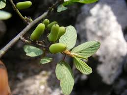 Image result for Bridelia atroviridis