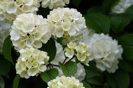 Per tutti quelli che apprezzano le piante con portamento a palla, ecco i fiori di campo con queste caratteristiche e la loro scheda di coltivazione. Consigli Per Curare E Coltivare Il Viburno Palla D Community