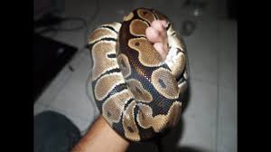 Contdict.com > malay english online translator. Ular Sawa Ball Python Youtube