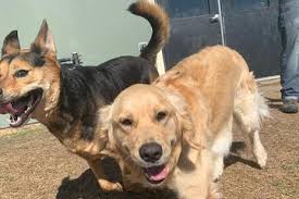 Dog Friendly Katy, TX