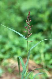 Image result for Echinochloa jubata