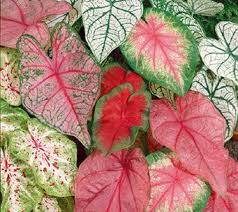 Https Www Qvc Com Content Home Garden Sale Html Currentpage 2 Plmodule Caladium Backyard Plants Oriental Lily