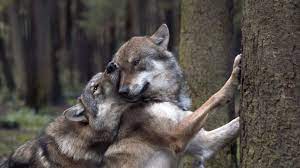 Download howling wolf 4k 4k hd widescreen wallpaper from the above resolutions from the directory hd wallpapers. 370775 Wolves Game Forest 4k Wallpaper Mocah Hd Wallpapers